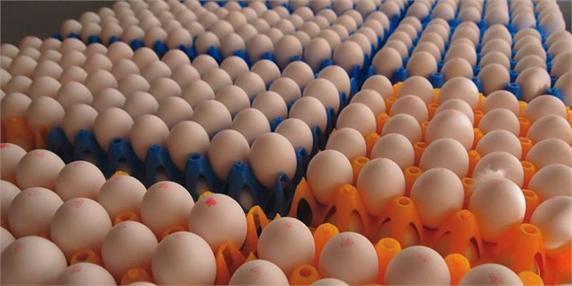 تشکیل بارانداز تخم مرغ در استان ها با دستور وزیر جهاد کشاورزی