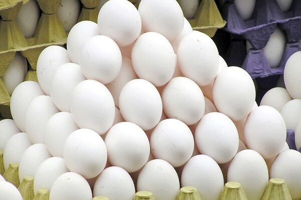 گرانی روی شانه تخم ‌مرغ نشست؛ افزایش ۲۰ درصدی قیمت در بازار