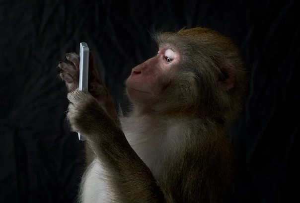 میمون‌ های بالی و گوشی موبایل
