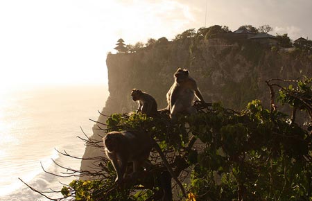 میمون‌های معبد اولوواتو در بالی