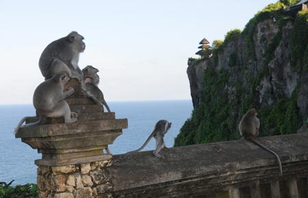 میمون‌های معبد اولوواتو در بالی‌گیرند