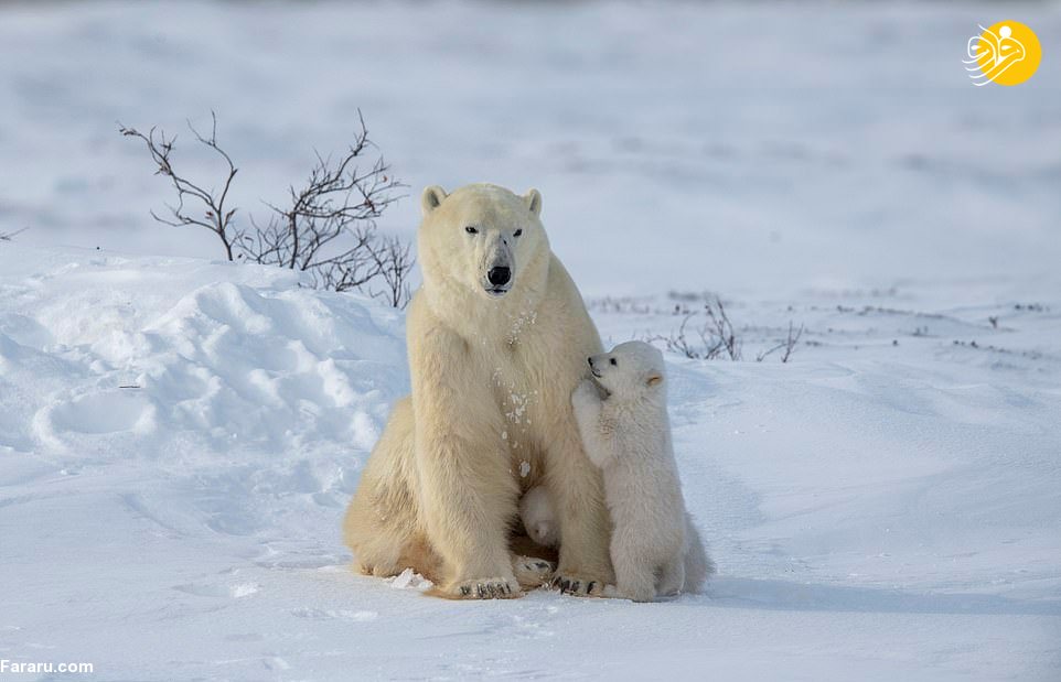 بازی توله‌های خرس قطبی