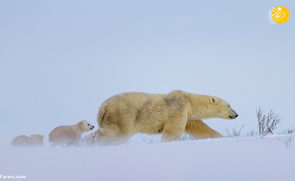 بازیگوشی توله‌های خرس قطبی در سرمای منفی ۴۰ درجه + تصاویر