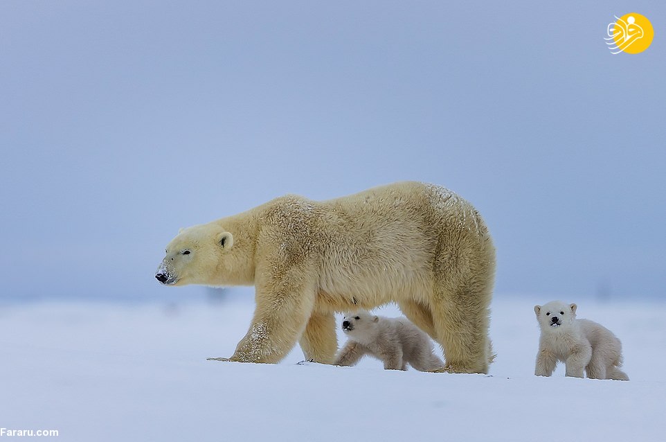 بازیگوشی توله‌های خرس قطبی در سرمای منفی ۴۰ درجه + تصاویر