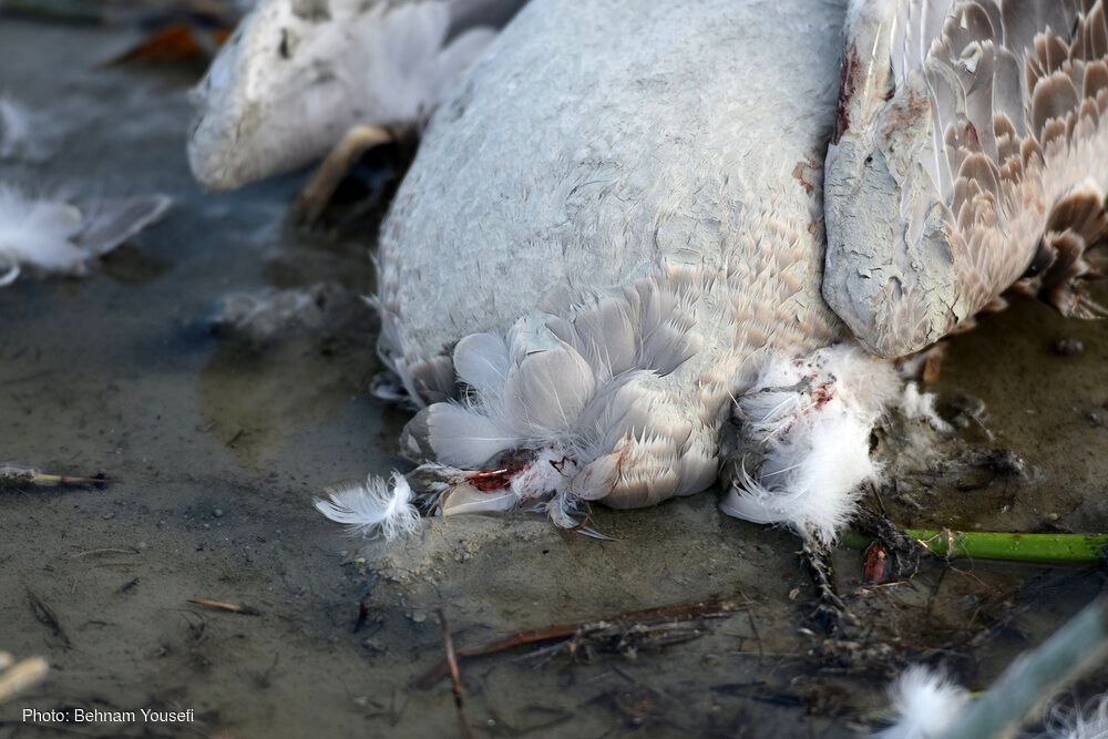 آنفلولانزای مرگبار پرندگان در اراک + تصاویر