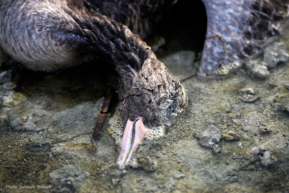 آنفلولانزای مرگبار پرندگان در اراک + تصاویر