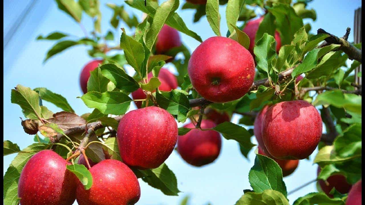 توقف صادرات سیب