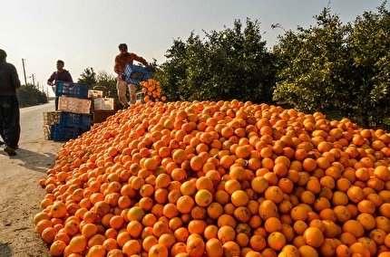 صادرات و واردات کشور تدابیر اساسی و صحیحی ندارد / تولید سیب درختی و مرکبات چندین برابر مصرف است