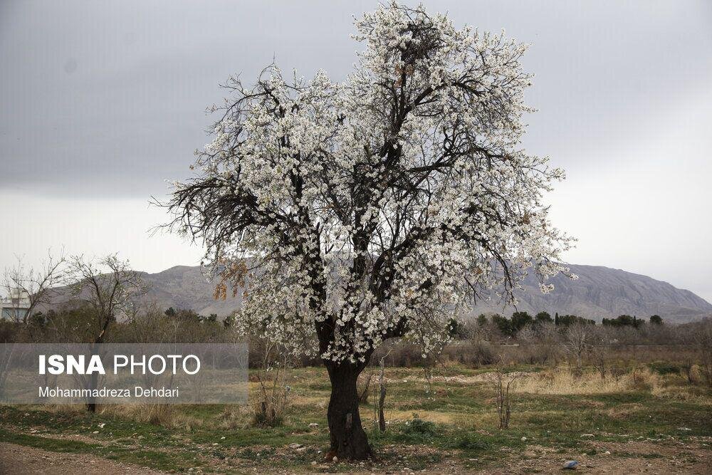 درختان شکوفه‌ها در شیراز