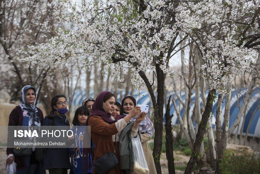 درختان شکوفه‌ها در شیراز