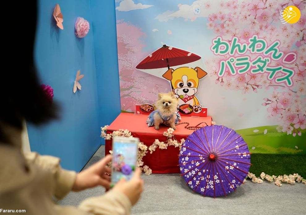 بزرگترین نمایشگاه حیوانات خانگی در ژاپن + تصاویر