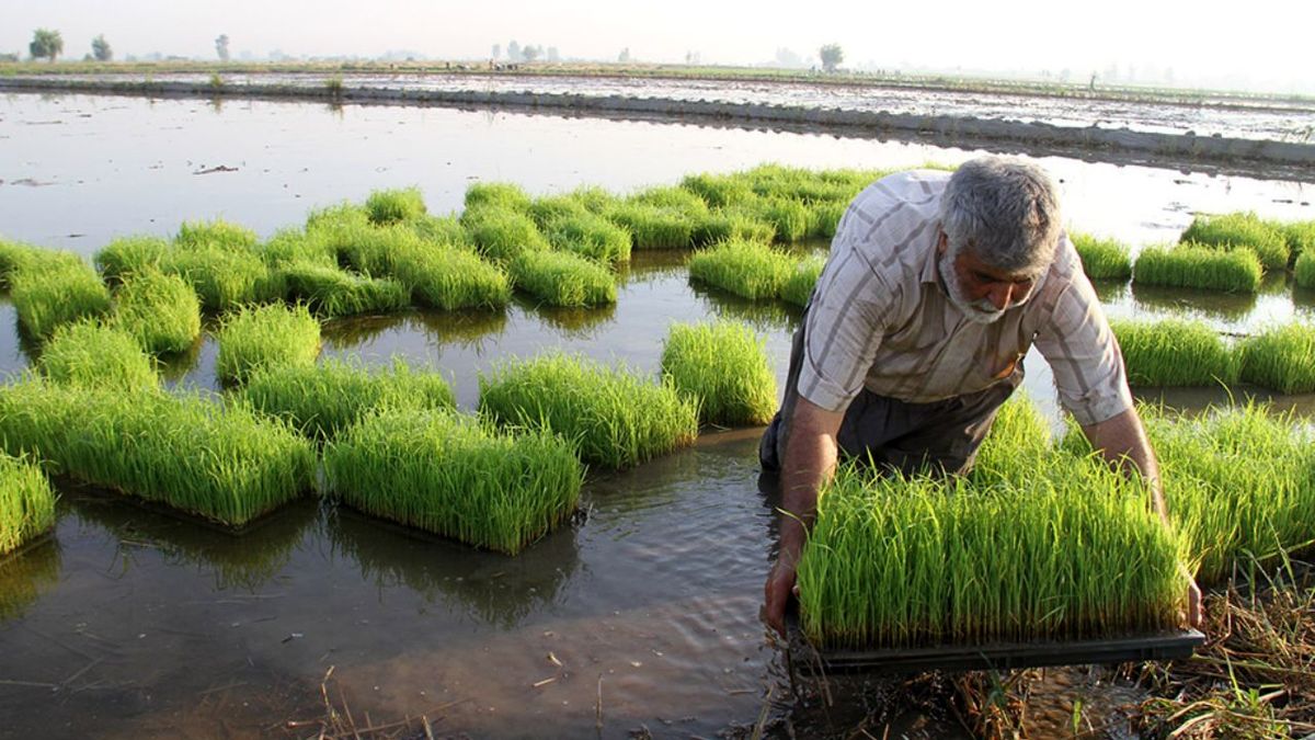 تولید برنج در ایران