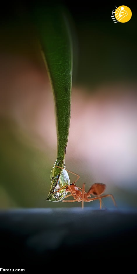 مورچه‌ها و قطرات آب