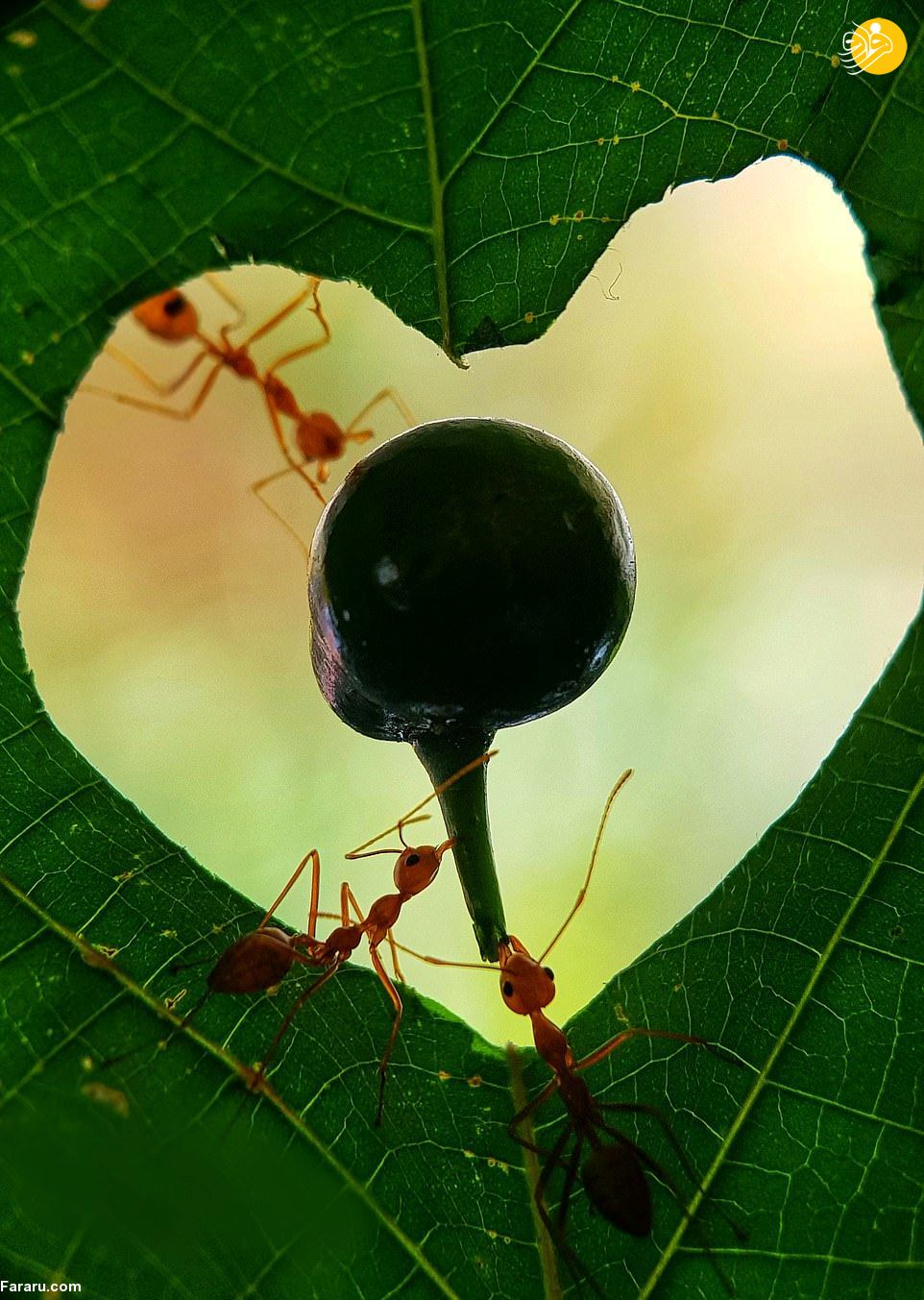 مورچه‌ها و قطرات آب