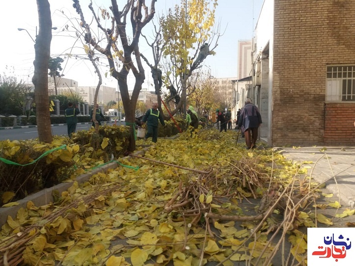 اجرای عملیات جمع آوری برگ های پاییزی در تهران