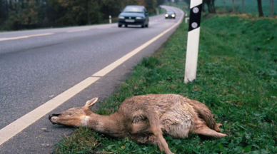 تصادف با حیوانات ولگرد خیابانی