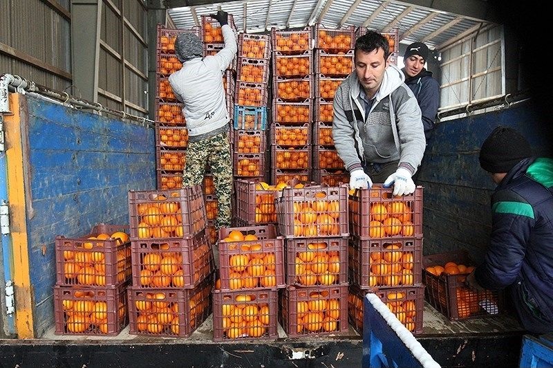 شکست دولت رئیسی در کنترل قیمت میوه نوروز ۱۴۰۲ / خرید میوه به نصف رسید
