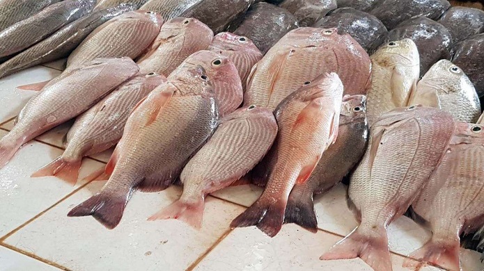 قیمت ماهی امروز + جدول