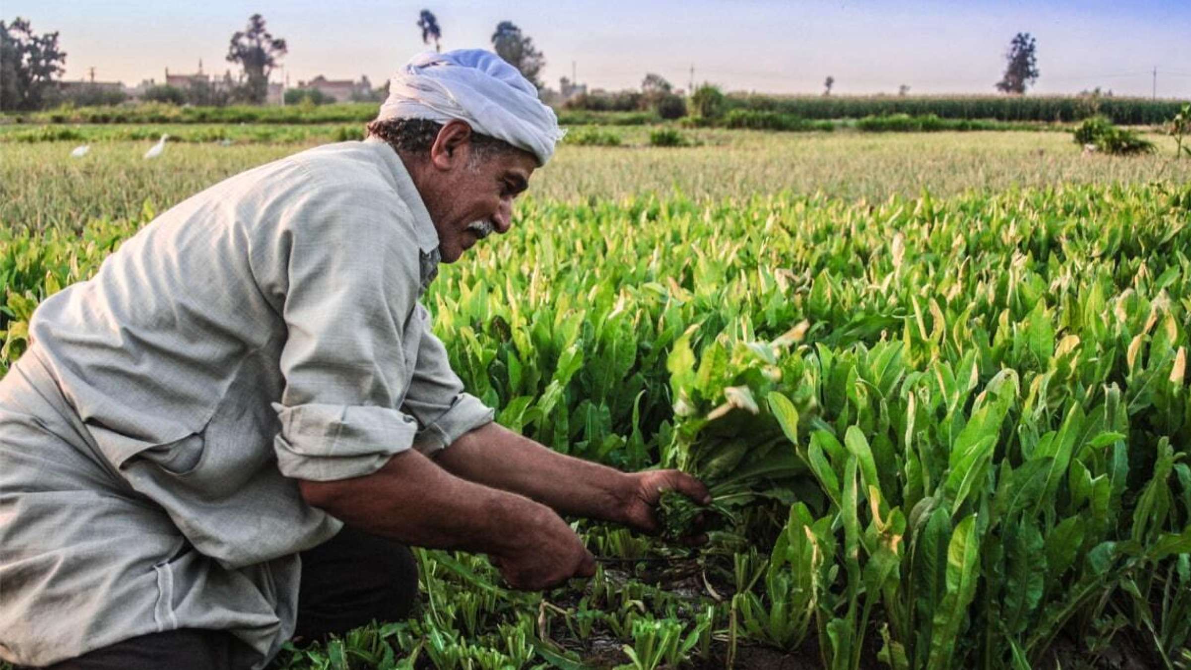 جایگاه کشاورز