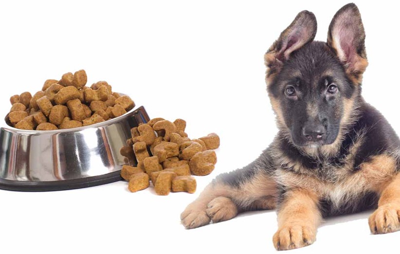 بهترین غذا برای تغذیه سگ چیست؟