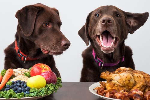 بهترین غذا برای تغذیه سگ چیست؟