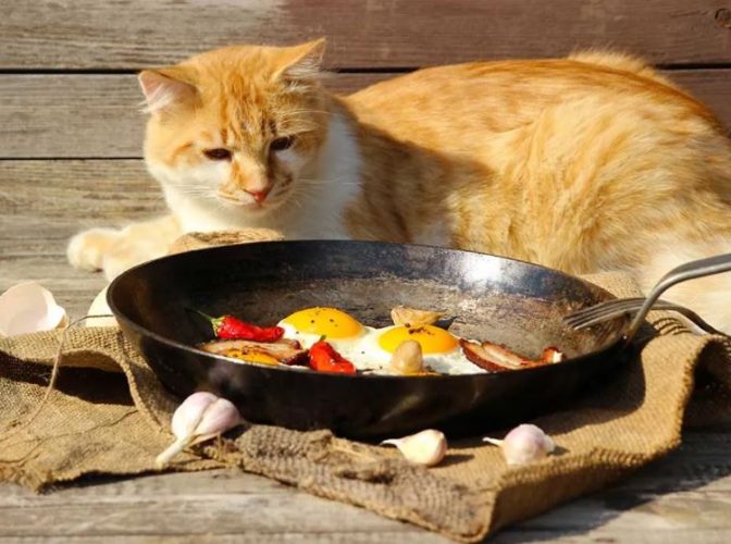 غذای مناسب برای گربه