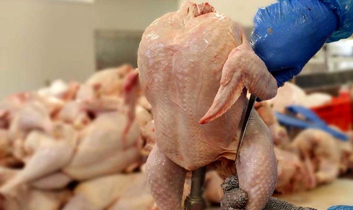 کاهش قیمت گوشت مرغ