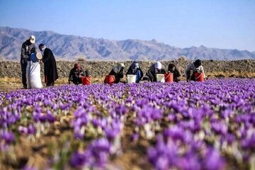 زعفران ایران