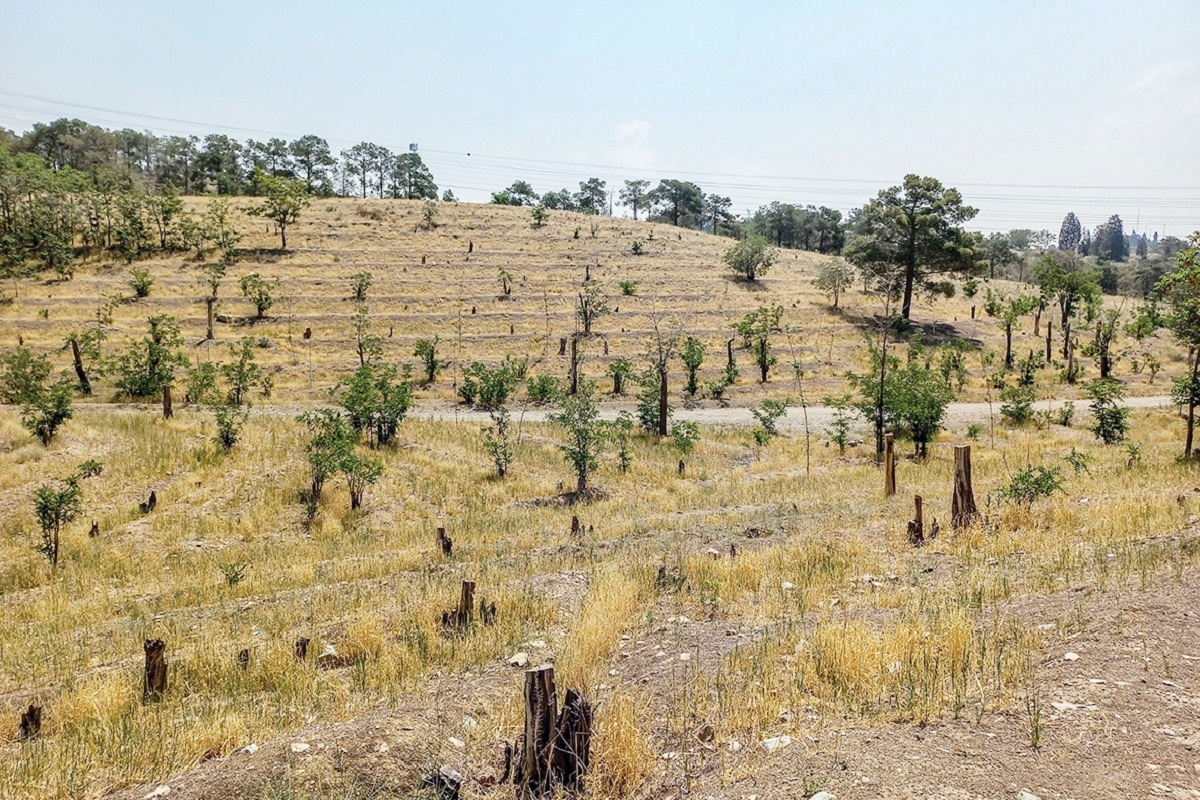 سرنوشت تلخ درختان پارک چیتگر؛ ۱۶ هکتار و حدود ۴۷۰۰ درخت در چیتگر نابود شد