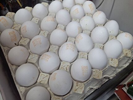 تخم‌مرغ ۳۰۰ هزار تومانی/ بازار از اتحادیه جلو زد!