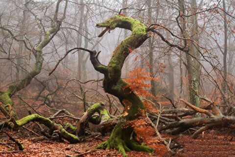 هنر آفرینش بر بوم پویا و زنده‌ زمین