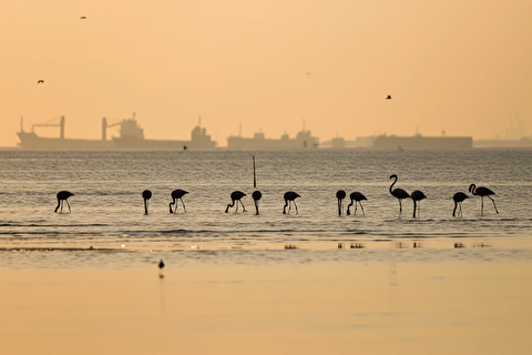 خلیج فارس، میزبان فلامینگو‌ها