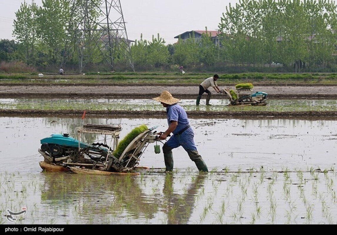 حال و هوای نشا مکانیزه برنج در گیلان