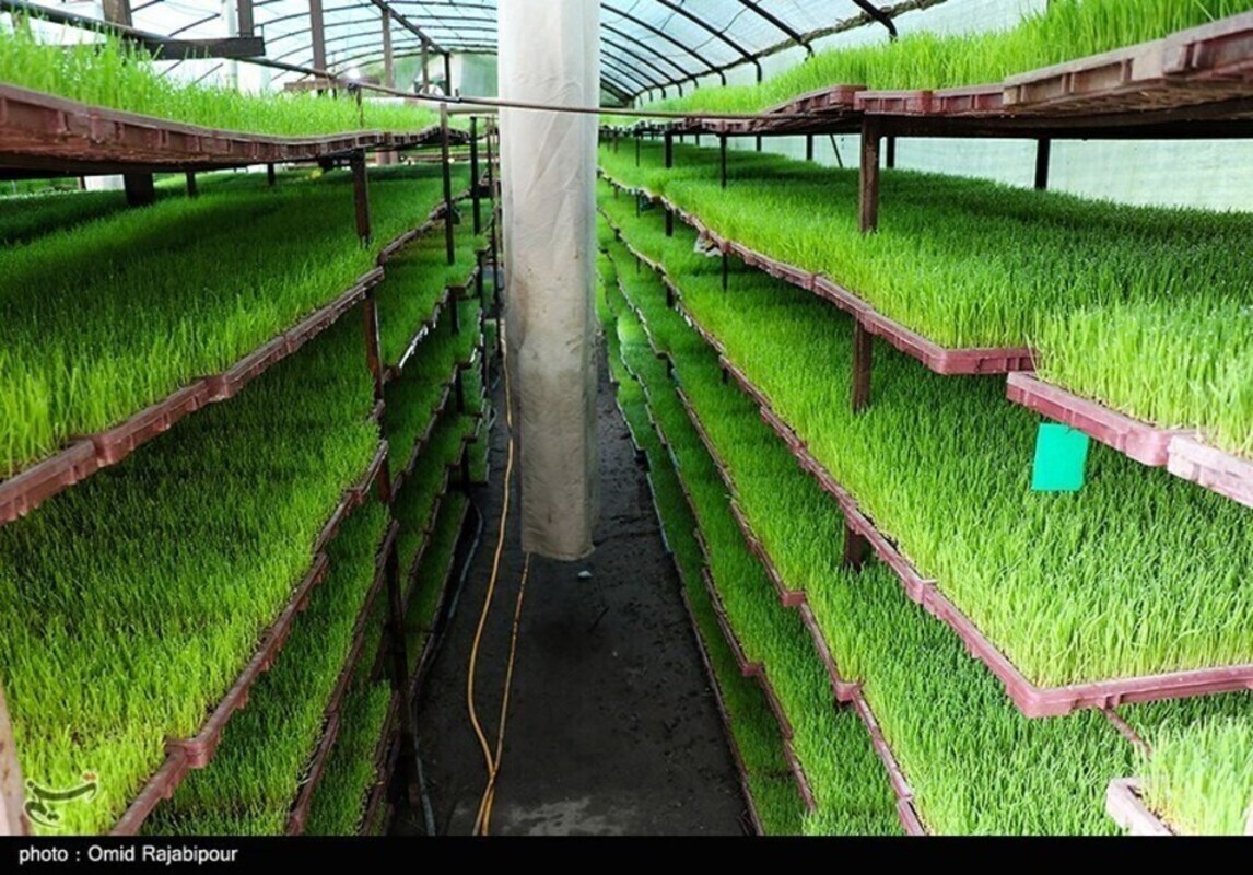 حال و هوای نشا مکانیزه برنج در گیلان