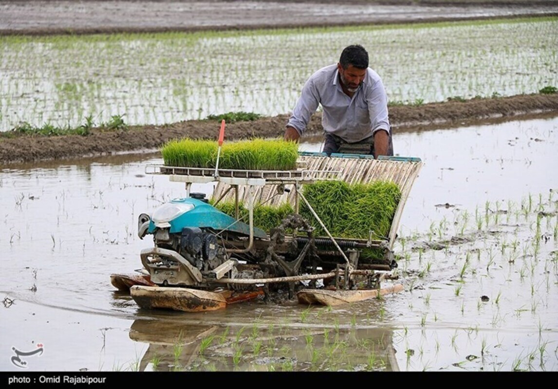 حال و هوای نشا مکانیزه برنج در گیلان