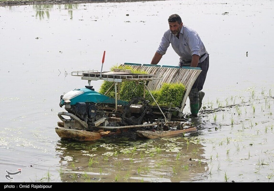 حال و هوای نشا مکانیزه برنج در گیلان