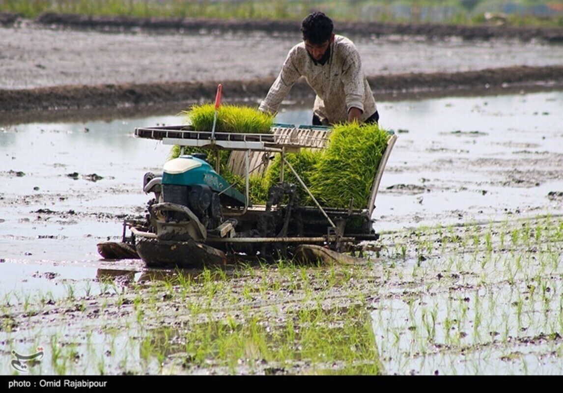 حال و هوای نشا مکانیزه برنج در گیلان
