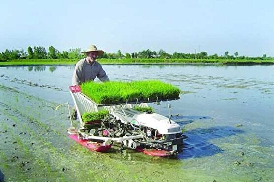 حال و هوای نشا مکانیزه برنج در گیلان