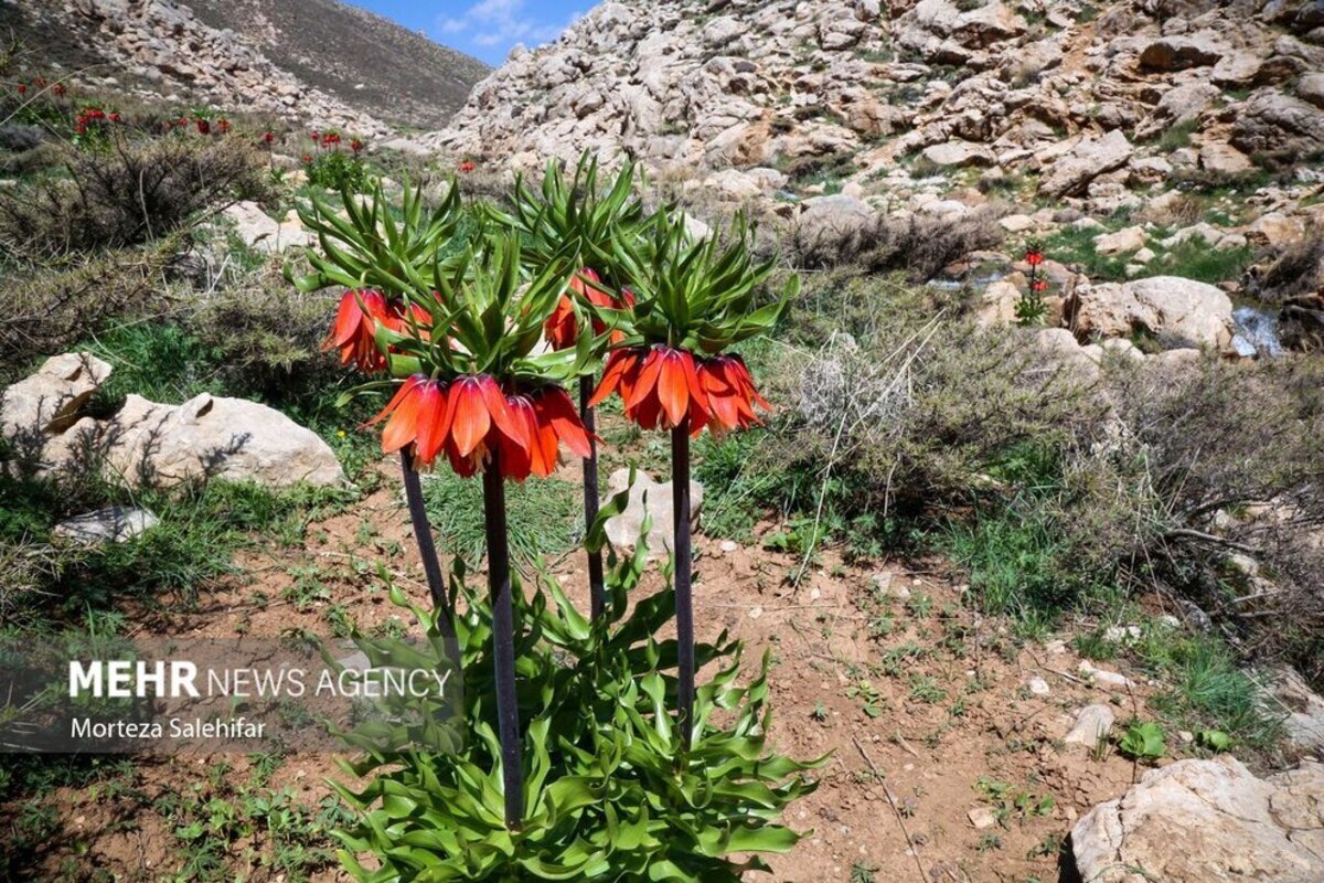 طبیعت بهاری بیدکان در چهارمحال و بختیاری