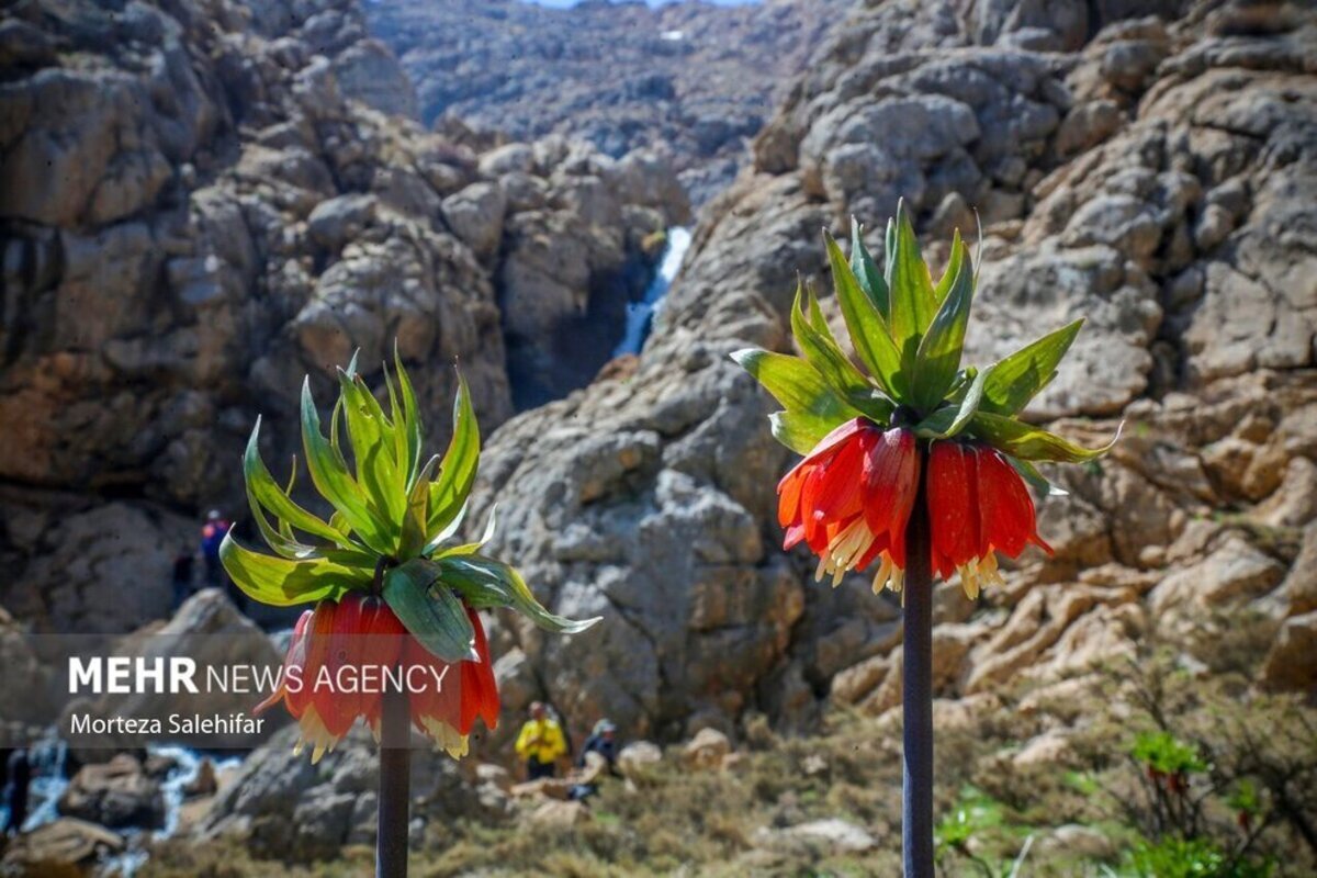 طبیعت بهاری بیدکان در چهارمحال و بختیاری
