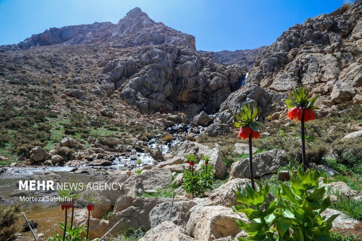 طبیعت بهاری بیدکان در چهارمحال و بختیاری