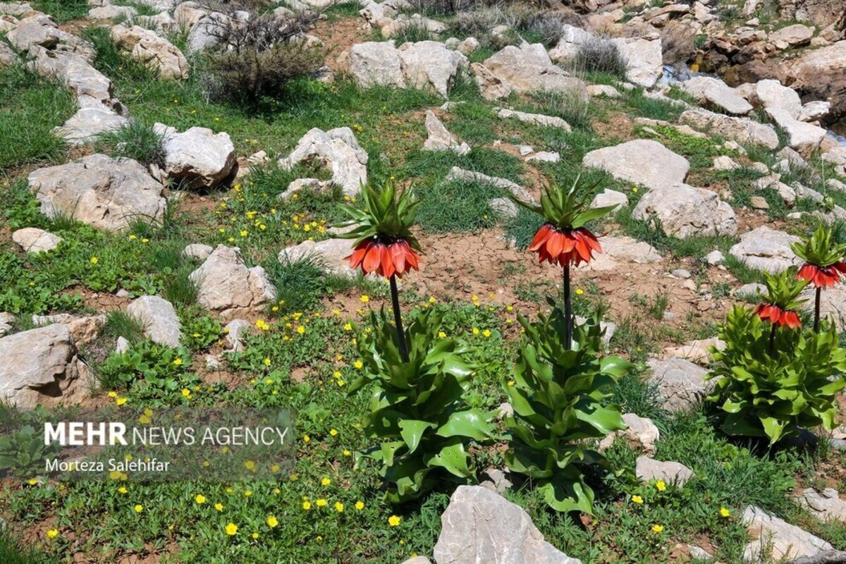 طبیعت بهاری بیدکان در چهارمحال و بختیاری