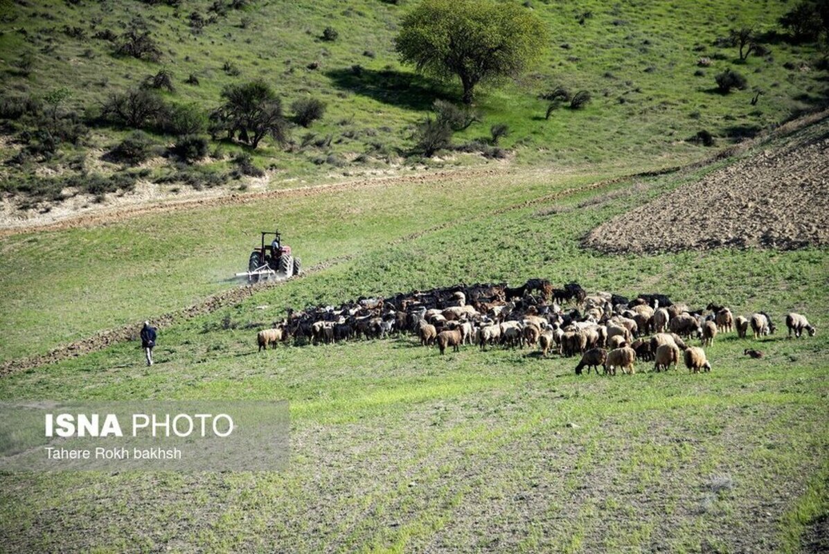 شور و نشاط عشایر در کوچ بهاره