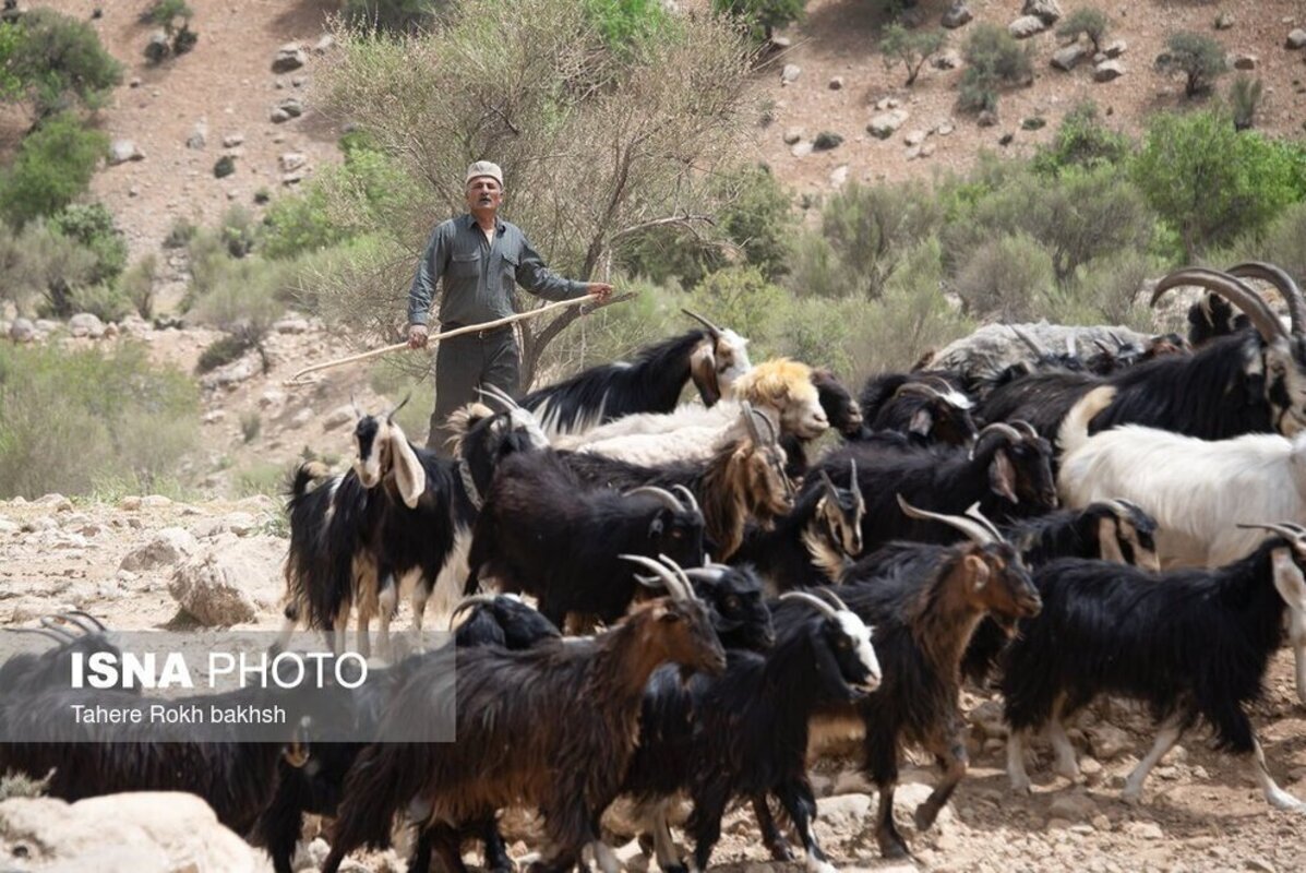 شور و نشاط عشایر در کوچ بهاره