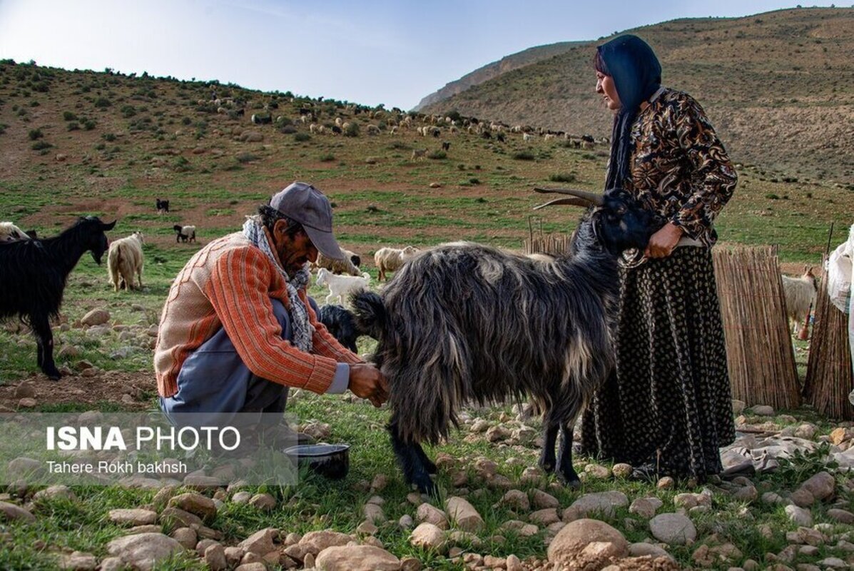 شور و نشاط عشایر در کوچ بهاره