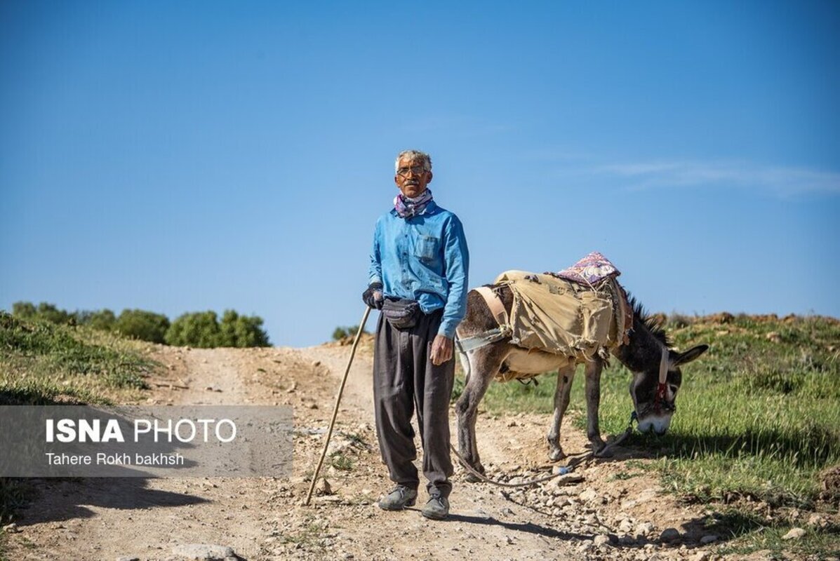 شور و نشاط عشایر در کوچ بهاره