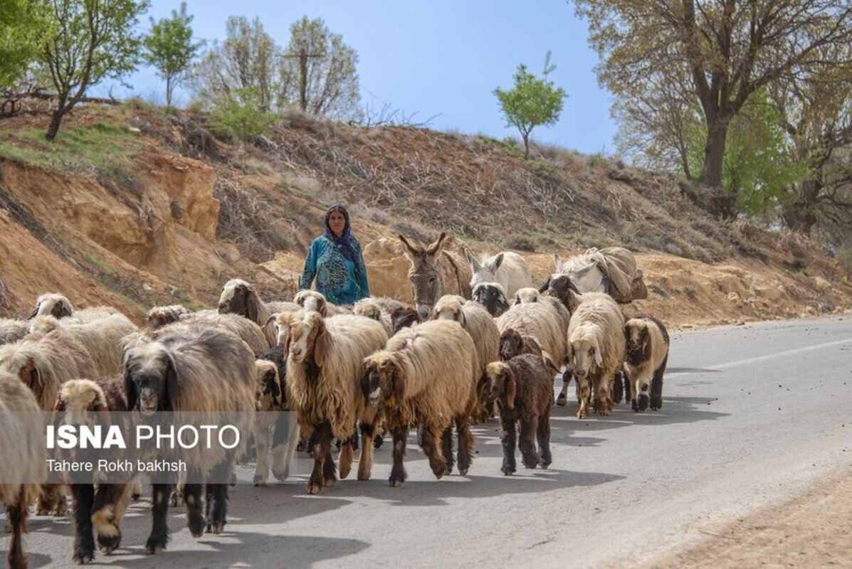 شور و نشاط عشایر در کوچ بهاره