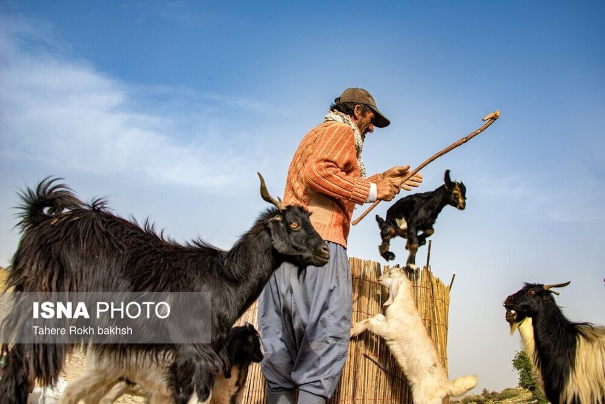 شور و نشاط عشایر در کوچ بهاره