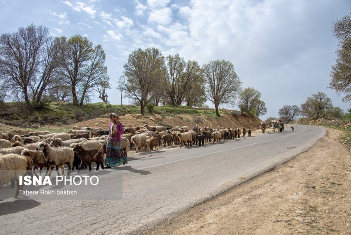 شور و نشاط عشایر در کوچ بهاره