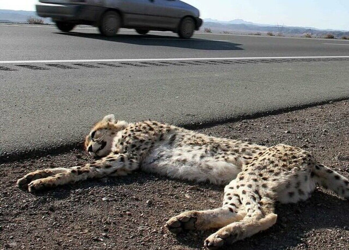 تلفات یوزپلنگ‌های ایران